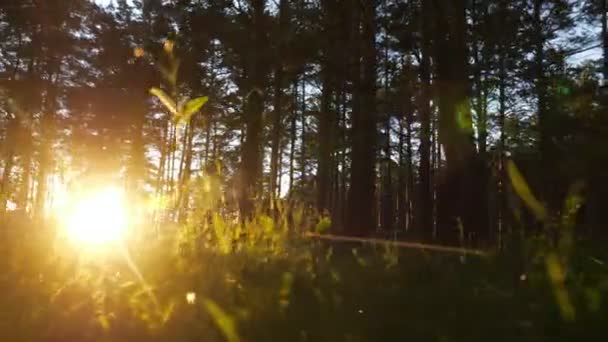 노을에 있는 소나무 숲의 풀 사이에서 태양을 카메라로 관찰 함 — 비디오