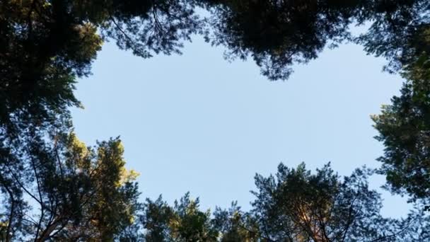Vrcholy borovic na pozadí jasně modré oblohy — Stock video