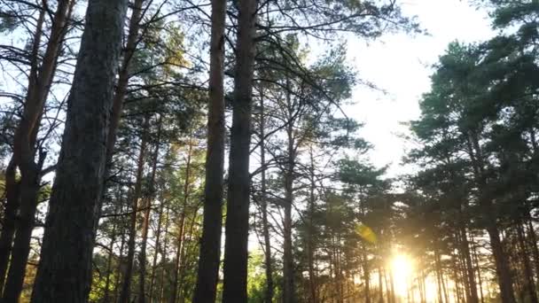 Západ slunce ve stromech borového lesa — Stock video