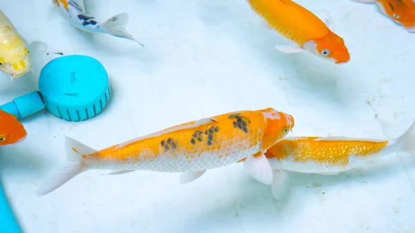 Warna-warni ikan berwarna oranye berenang di akuarium — Stok Foto