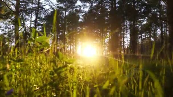 Movimento da câmera ao sol entre a grama em uma floresta de pinheiros — Vídeo de Stock