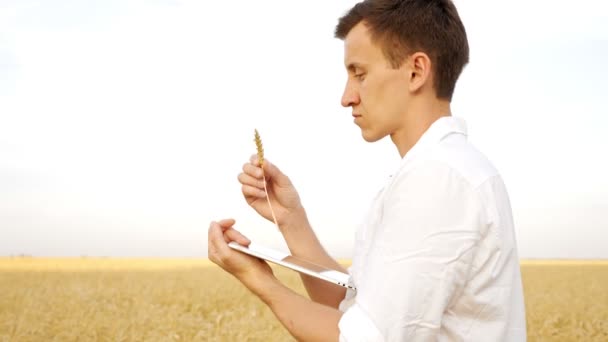 Seorang pria dengan kemeja putih memeriksa telinga gandum dan jenis teks pada tablet di lapangan — Stok Video