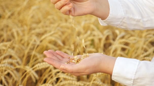 Close-up of female hands touching wheat with husks in the field — Stock Video