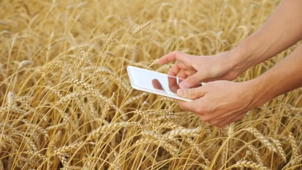 Mains masculines avec une tablette toucher oreilles de blé mûr dans le champ gros plan — Video