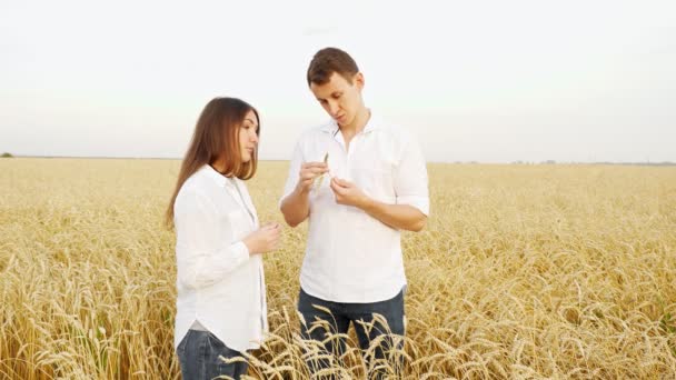 Férfi és egy nő fehér ingben analizálja az érett búza fülét a mezőn — Stock videók