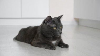 Güzel gri kedi yerde yatıyor ve ağır çekimde bir şeyin hareketini takip ediyor.
