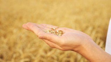 İnsan elleri yakın planda kabuklardan buğday soyarlar.