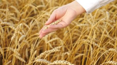 Bir tarlada sarı buğday kulaklı bir kadın eli.