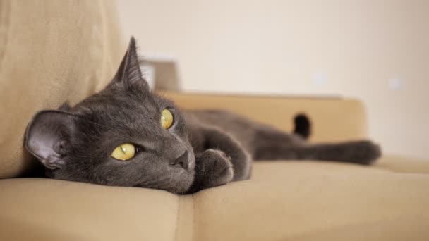 Vacker grå katt med gula ögon ligger på en beige soffa — Stockvideo