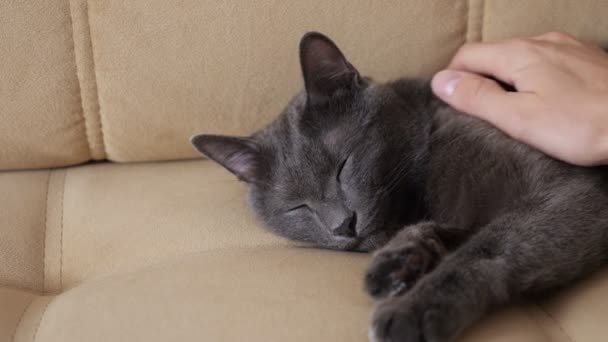 Mão masculina acariciando um gato cinza dormindo no sofá — Vídeo de Stock