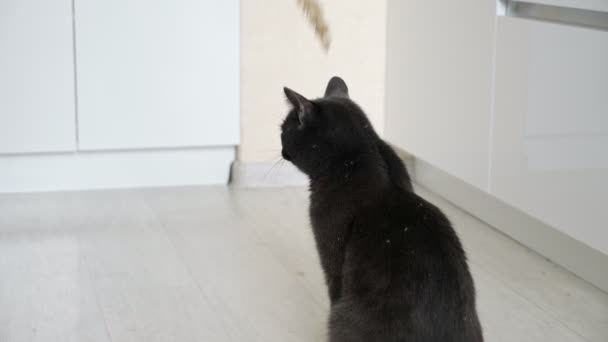 Gray cat spelen met een spikelet in slow motion — Stockvideo