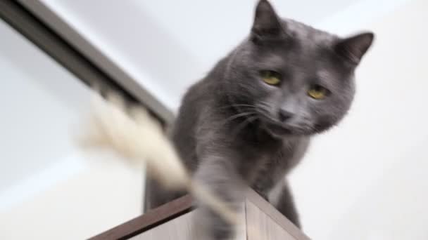 Gato cinza brinca com a orelha enquanto sentado no armário — Vídeo de Stock