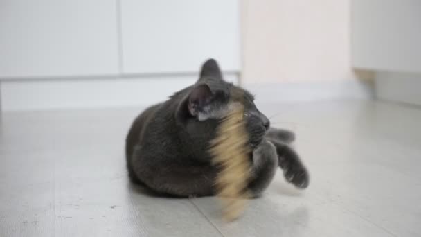 Сірий кіт грає з вухом, що лежить на підлозі в повільному русі — стокове відео