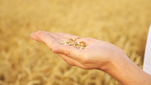 Mans kädet kuori vehnä kuorista pellolla lähikuva — kuvapankkivideo