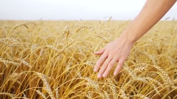 Detailní záběr mužské ruky pohybující se na uších zralých pšenice v poli ve zpomaleném filmu — Stock video