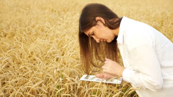 Mujer agrónoma con tableta analiza espigas de trigo en el campo — Vídeos de Stock