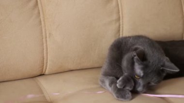 Gri kedinin bej koltukta kurdeleyle oynadığı yakın plan.