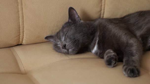 Close-up de gato cinza dormindo no sofá — Vídeo de Stock