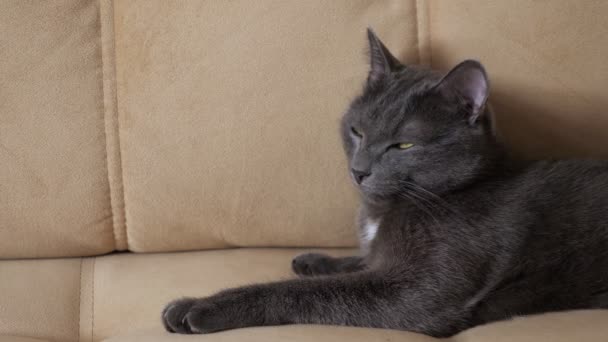 Szary kot przewraca się na beżowej sofie w zwolnionym tempie — Wideo stockowe