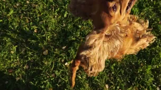 Russisch spaniel met gember bont sprongen spelen met eigenaar — Stockvideo