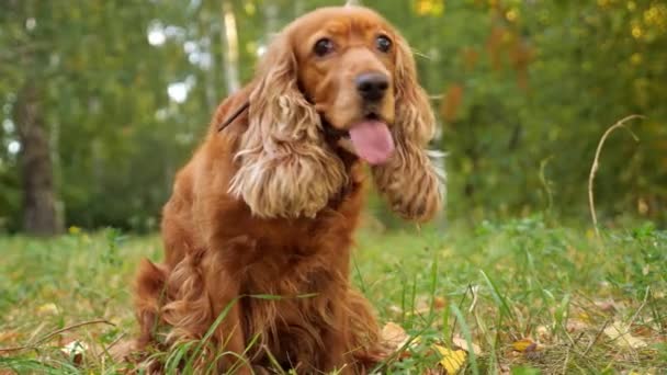 Spaniel con lengua larga y piel marrón se sienta en el prado verde — Vídeos de Stock