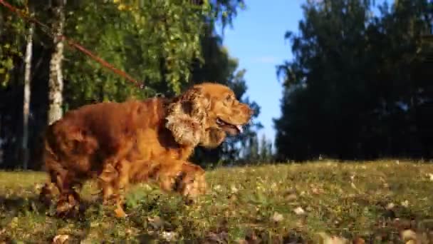 Divertido spaniel con piel marrón corre a lo largo de césped verde primer plano — Vídeos de Stock