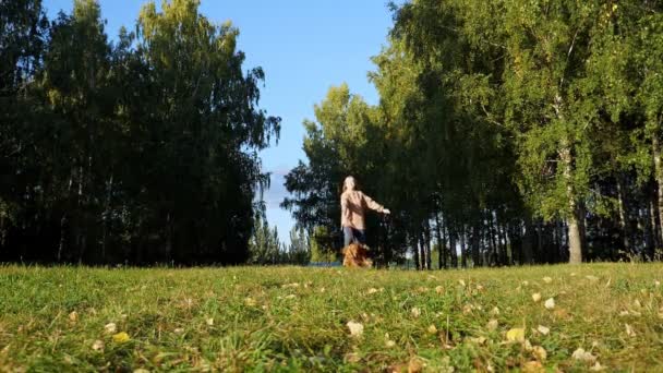 Девушка держит пушистого русского спаниеля на красном поводке и бежит — стоковое видео