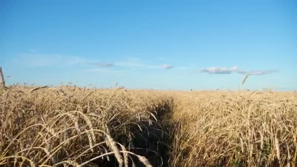 Campo de trigo em um contexto de céu azul — Vídeo de Stock