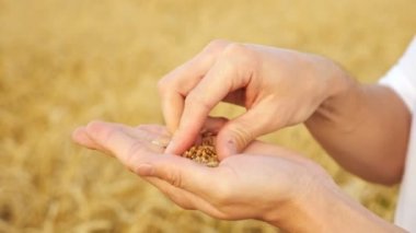 Erkek eller tarladaki kabuktan buğdayı yavaş çekimde temizliyor.