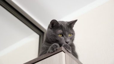 Güzel gri kedi dalın hareketini gözlemliyor, dolapta oturuyor.