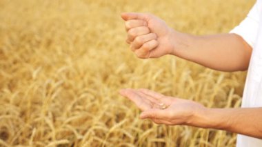 Bir tarlanın arka planına soyulmamış buğday döken erkek ellerinin yakın çekimi