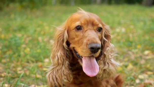 Perro peludo marrón con orejas largas lame la nariz y mira a su alrededor — Vídeos de Stock