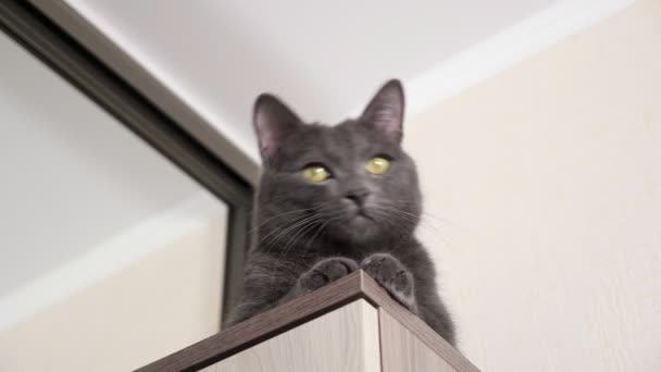 Hravá šedá kočka sedí na šatníku a monitoruje pohyb něčeho — Stock video