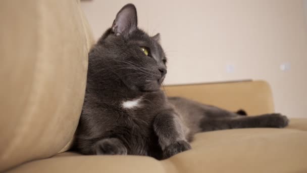 灰猫躺在米黄色的沙发上 — 图库视频影像