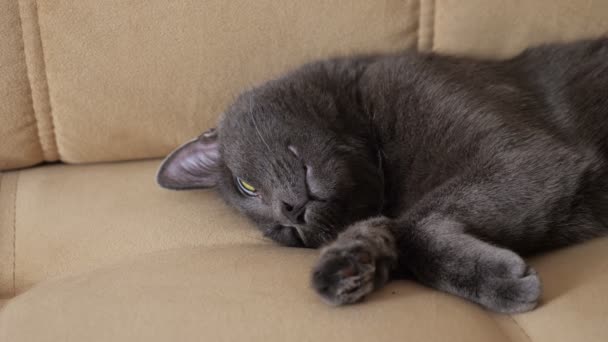 Gato cinza bonita encontra-se em um sofá bege — Vídeo de Stock