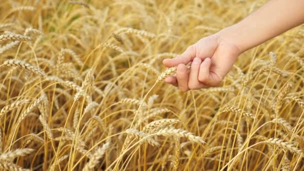 Крупный план мужской руки касающейся уха спелой пшеницы в поле — стоковое видео