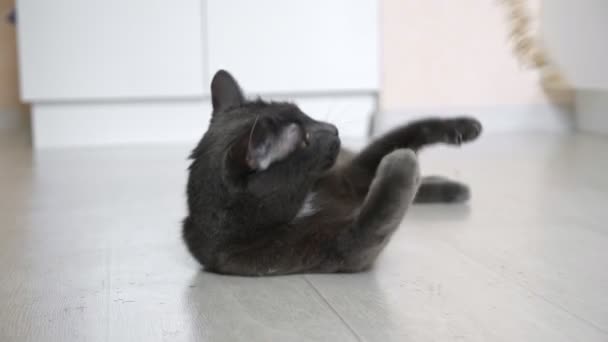 Gato gris juega con la oreja tirada en el suelo — Vídeos de Stock