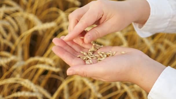 Close-up of female hands cleaning wheat from husks in a field — Stok Video