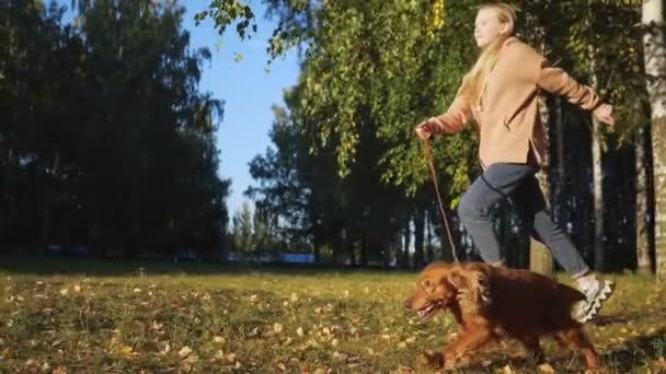 Ung blondin i jeans håller ingefära spaniel i koppel i parken — Stockvideo