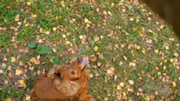 Russischer Spaniel mit Ingwerfell springt beim Spielen mit seinem Besitzer — Stockvideo