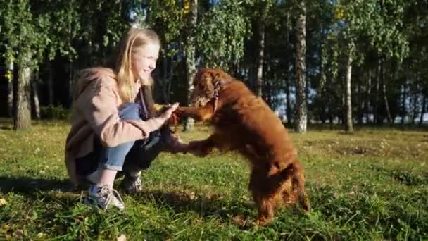 Bella chica de pelo sonríe y juega con el perro spaniel ruso — Vídeos de Stock