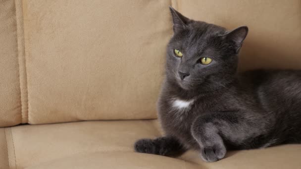Close-up de um gato cinza com olhos amarelos deitados em um sofá — Vídeo de Stock