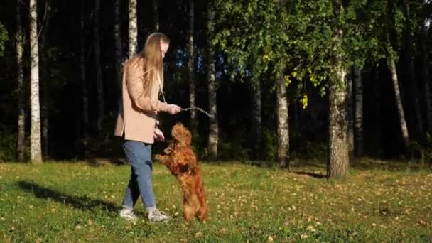 Активная девушка с длинными рыжими волосами играет со смешной собакой — стоковое видео