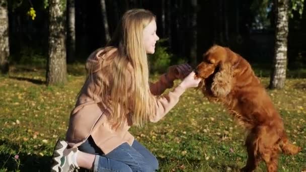 Skolflicka med långt ljust hår leker med ryska spaniel — Stockvideo