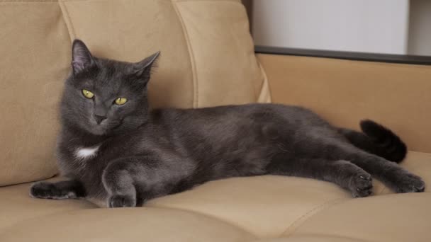 Gato cinzento gira sua cauda e se estende deitado no sofá — Vídeo de Stock