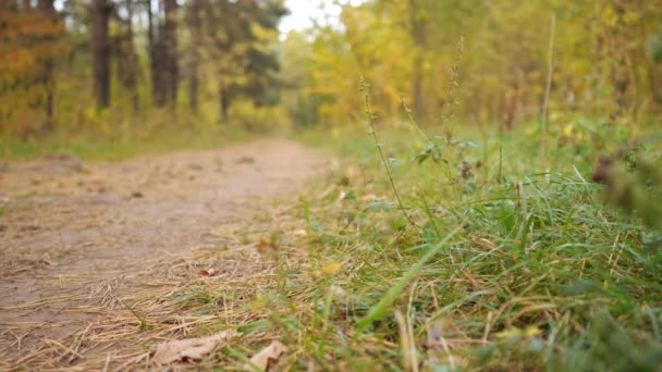 Donna irriconoscibile getta una bottiglia di plastica nell'erba nella foresta — Video Stock