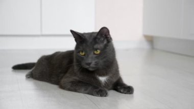 Yerde yatan gri kedi çivinin hareketini izliyor.
