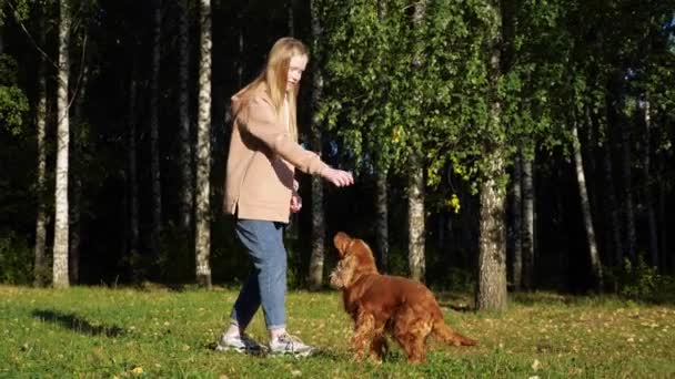 Skolflicka med långt ljust hår leker med ryska spaniel — Stockvideo