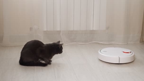 Vyděšená černá kočka se dívá na robot čistič vysávání podlahu — Stock video