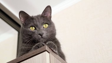 Güzel gri kedi dolapta oturuyor, alt manzara